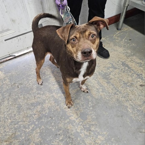 Chocolate Chip Cookie, an adoptable Pit Bull Terrier, Mixed Breed in Harlingen, TX, 78550 | Photo Image 1