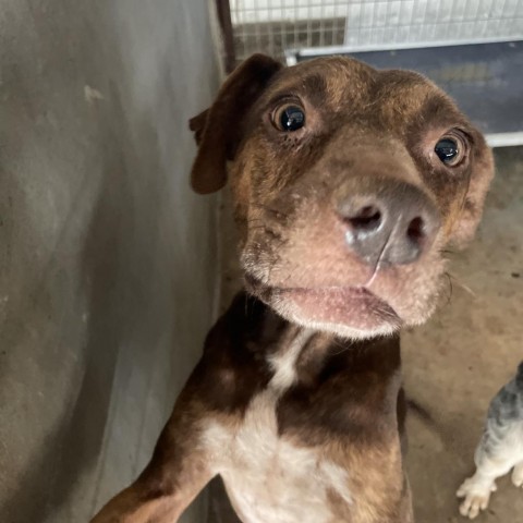 Chocolate Chip Cookie, an adoptable Pit Bull Terrier, Mixed Breed in Harlingen, TX, 78550 | Photo Image 2