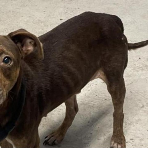 Chocolate Chip Cookie, an adoptable Pit Bull Terrier, Mixed Breed in Harlingen, TX, 78550 | Photo Image 3