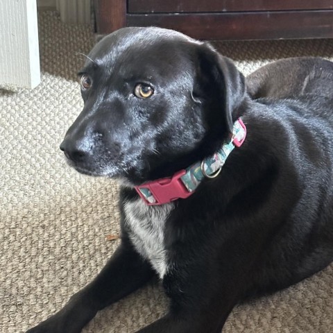 Breanna, an adoptable Labrador Retriever in Harlingen, TX, 78550 | Photo Image 1