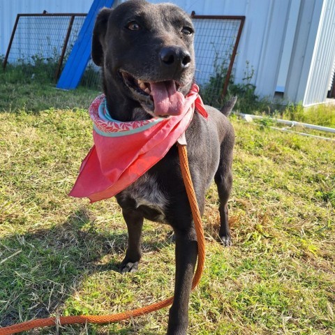 Breanna, an adoptable Labrador Retriever in Harlingen, TX, 78550 | Photo Image 2