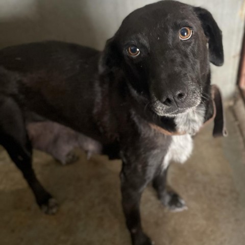 Breanna, an adoptable Labrador Retriever in Harlingen, TX, 78550 | Photo Image 2