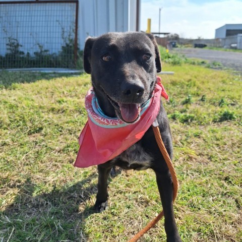 Breanna, an adoptable Labrador Retriever in Harlingen, TX, 78550 | Photo Image 3