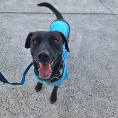 Breanna, an adoptable Labrador Retriever in Harlingen, TX, 78550 | Photo Image 3