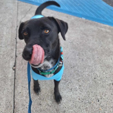 Breanna, an adoptable Labrador Retriever in Harlingen, TX, 78550 | Photo Image 4