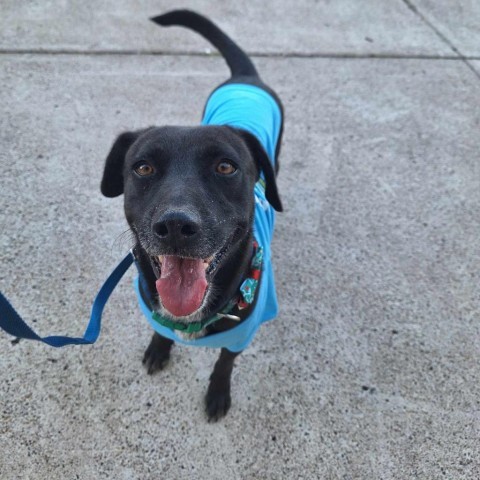 Breanna, an adoptable Labrador Retriever in Harlingen, TX, 78550 | Photo Image 5
