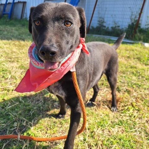 Breanna, an adoptable Labrador Retriever in Harlingen, TX, 78550 | Photo Image 5