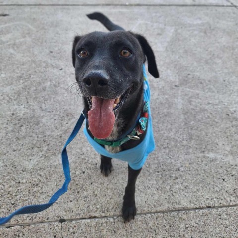 Breanna, an adoptable Labrador Retriever in Harlingen, TX, 78550 | Photo Image 6