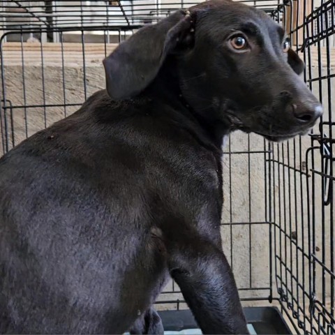 Spider, an adoptable Black Labrador Retriever in Harlingen, TX, 78550 | Photo Image 6