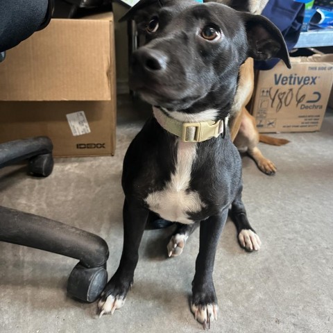 Paws/ITF, an adoptable Terrier, Mixed Breed in Harlingen, TX, 78550 | Photo Image 1