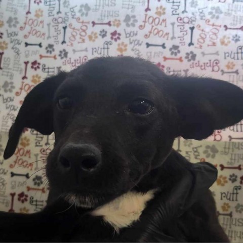 Paws/ITF, an adoptable Terrier, Mixed Breed in Harlingen, TX, 78550 | Photo Image 3