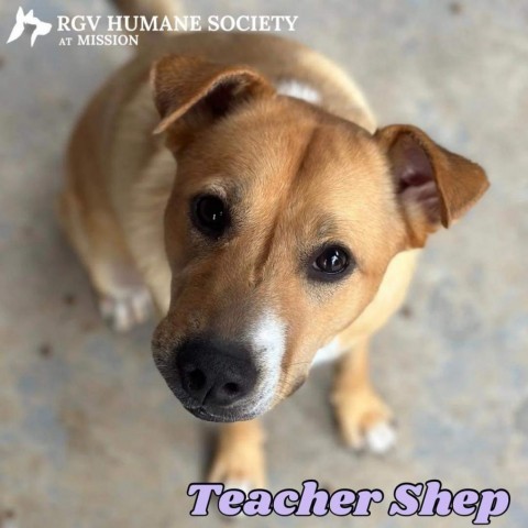 Teacher Shep, an adoptable Shepherd, Cardigan Welsh Corgi in Harlingen, TX, 78550 | Photo Image 4