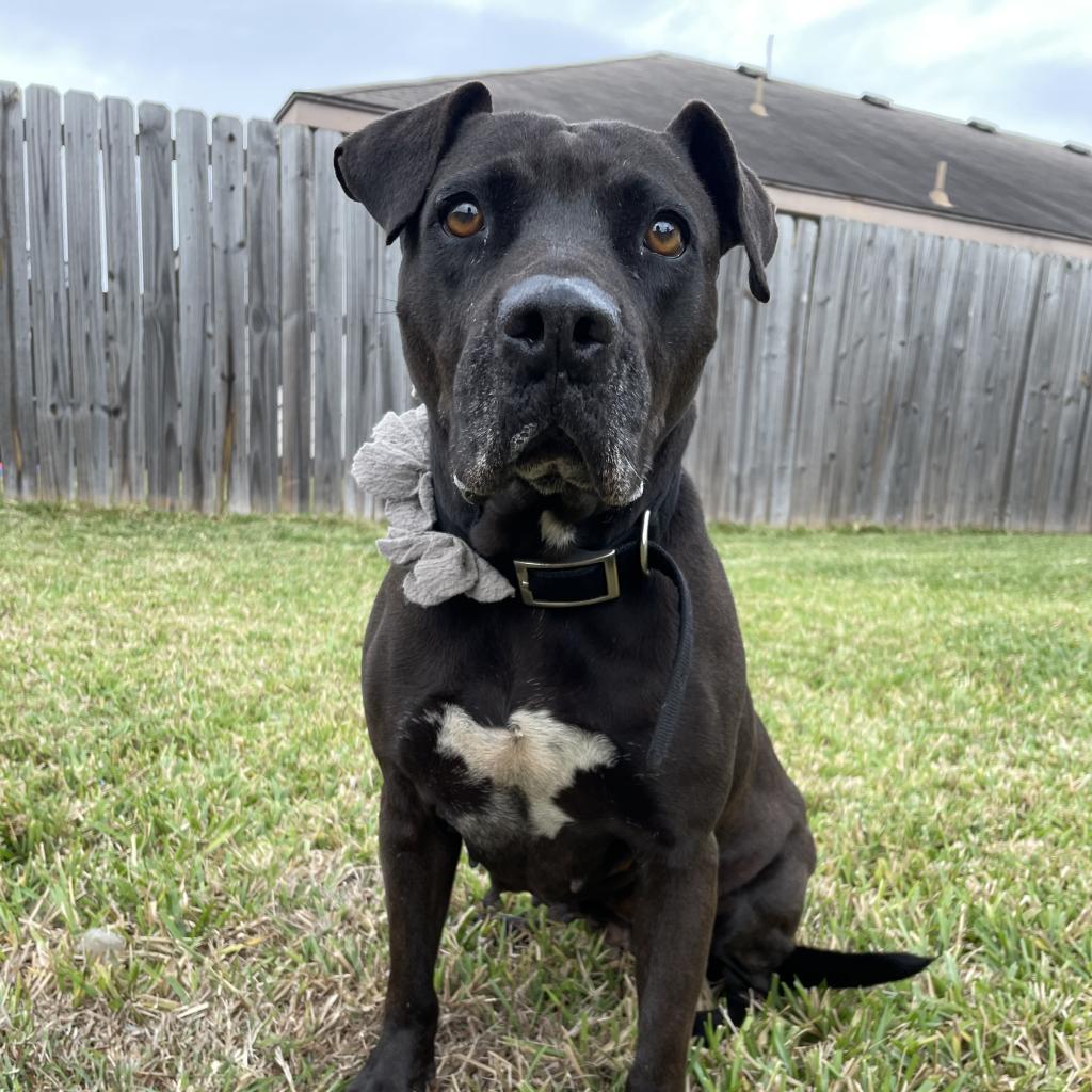 Harlyn // 55337, an adoptable Pit Bull Terrier in Harlingen, TX, 78550 | Photo Image 1