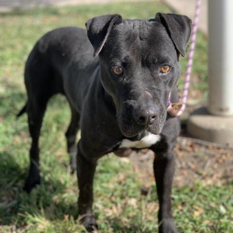 Harlyn // 55337, an adoptable Pit Bull Terrier in Harlingen, TX, 78550 | Photo Image 2
