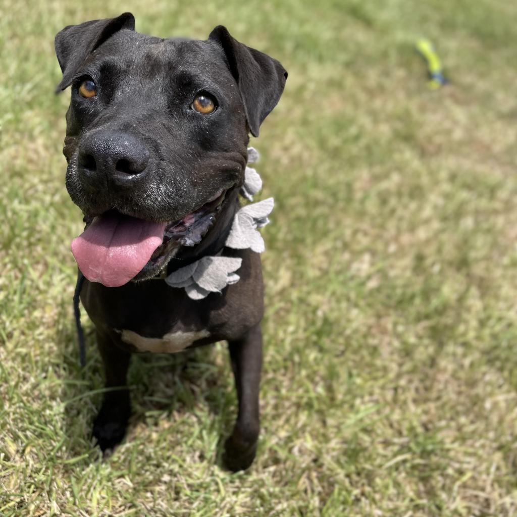 Harlyn // 55337, an adoptable Pit Bull Terrier in Harlingen, TX, 78550 | Photo Image 2