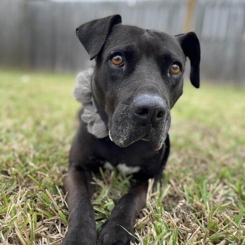 Harlyn // 55337, an adoptable Pit Bull Terrier in Harlingen, TX, 78550 | Photo Image 3