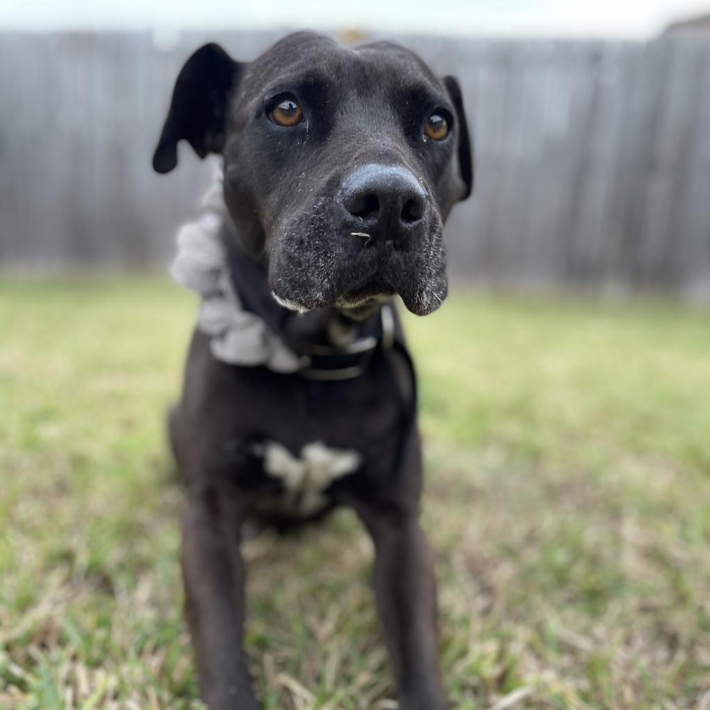 Harlyn // 55337, an adoptable Pit Bull Terrier in Harlingen, TX, 78550 | Photo Image 4