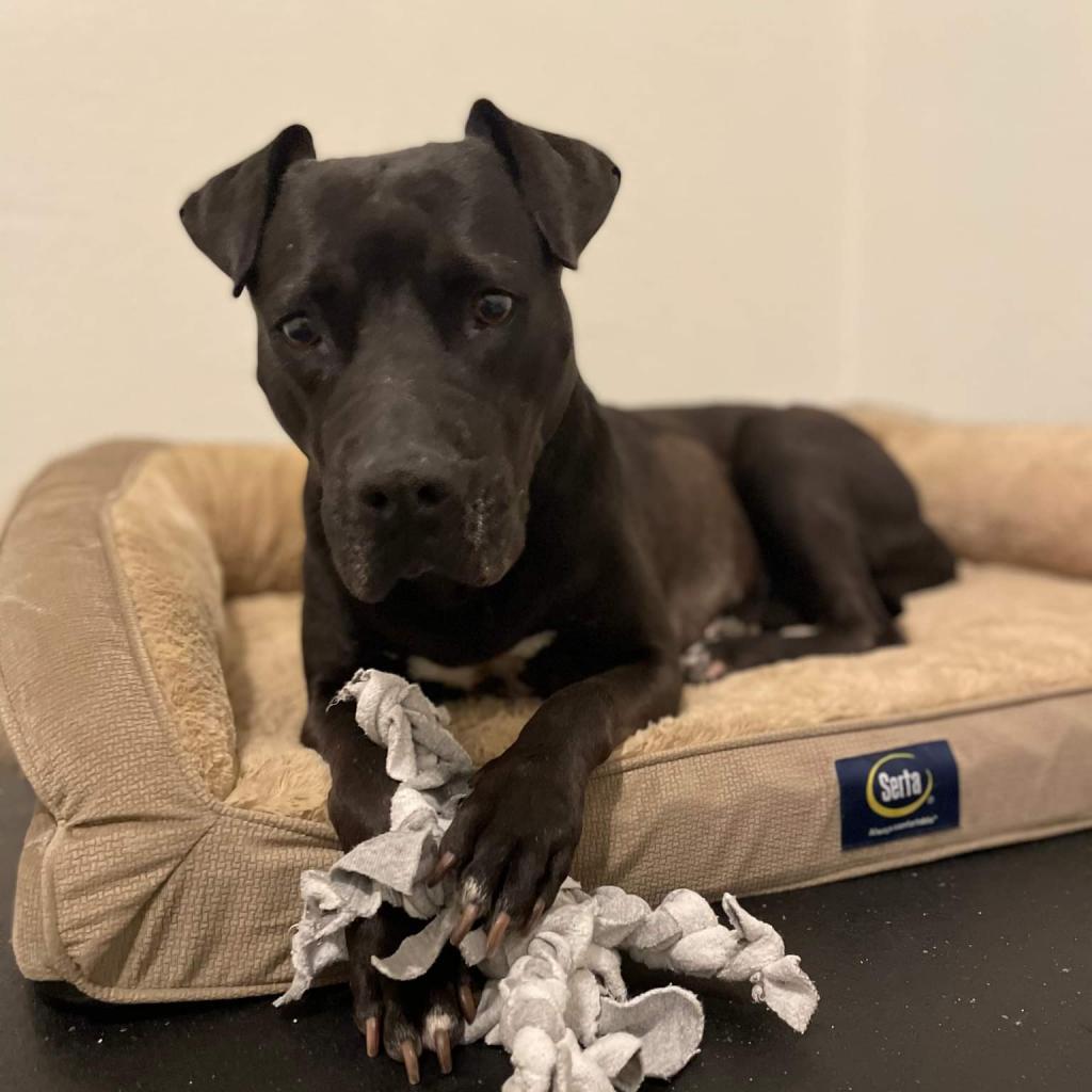 Harlyn // 55337, an adoptable Pit Bull Terrier in Harlingen, TX, 78550 | Photo Image 5