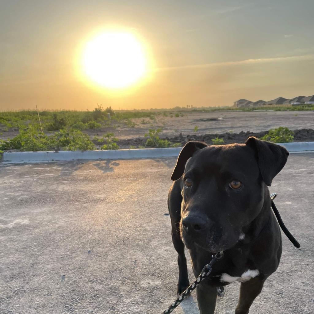 Harlyn // 55337, an adoptable Pit Bull Terrier in Harlingen, TX, 78550 | Photo Image 6