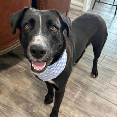 Odin, an adoptable Labrador Retriever in Harlingen, TX, 78550 | Photo Image 1