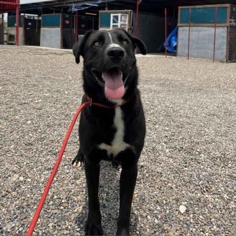 Odin, an adoptable Labrador Retriever in Harlingen, TX, 78550 | Photo Image 2