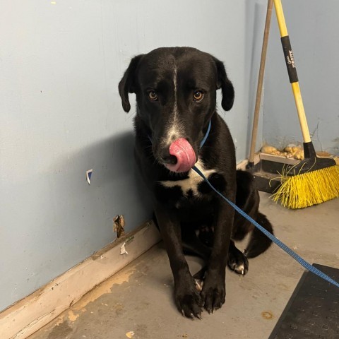 Odin, an adoptable Labrador Retriever in Harlingen, TX, 78550 | Photo Image 2