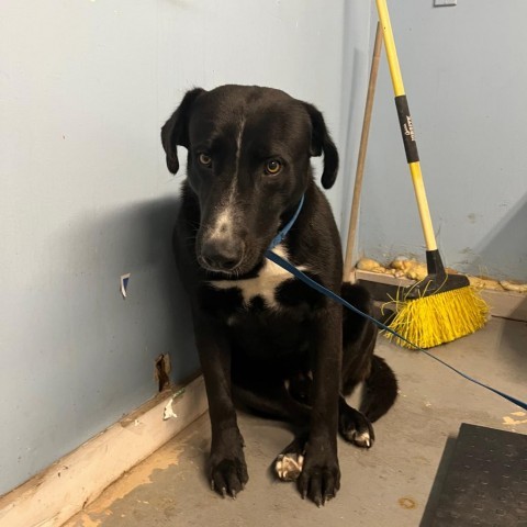 Odin, an adoptable Labrador Retriever in Harlingen, TX, 78550 | Photo Image 3