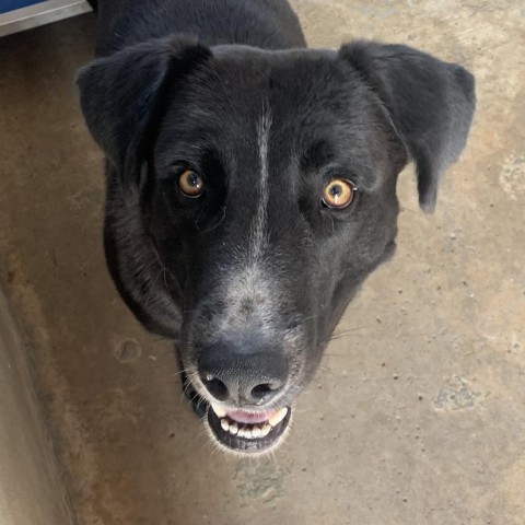 Odin, an adoptable Labrador Retriever in Harlingen, TX, 78550 | Photo Image 4