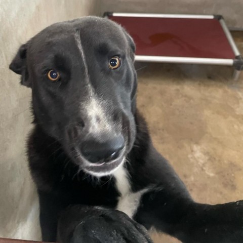 Odin, an adoptable Labrador Retriever in Harlingen, TX, 78550 | Photo Image 5