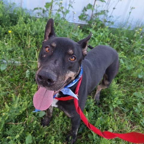 Leo, an adoptable Labrador Retriever in Harlingen, TX, 78550 | Photo Image 1