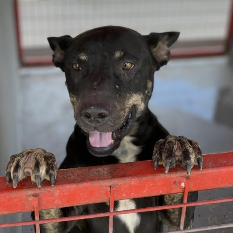 Leo, an adoptable Labrador Retriever in Harlingen, TX, 78550 | Photo Image 3