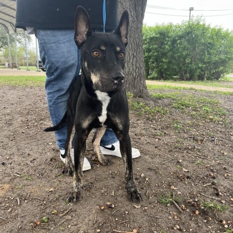 Leo, an adoptable Labrador Retriever in Harlingen, TX, 78550 | Photo Image 4