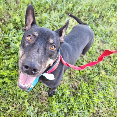 Leo, an adoptable Labrador Retriever in Harlingen, TX, 78550 | Photo Image 5