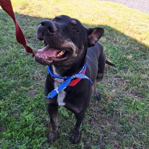 Leo, an adoptable Labrador Retriever in Harlingen, TX, 78550 | Photo Image 5