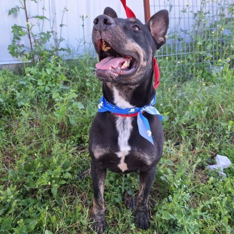 Leo, an adoptable Labrador Retriever in Harlingen, TX, 78550 | Photo Image 6