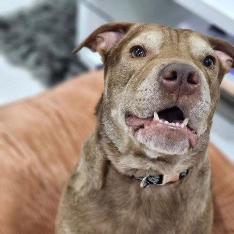 Claussen, an adoptable Labrador Retriever, Shar-Pei in Harlingen, TX, 78550 | Photo Image 1