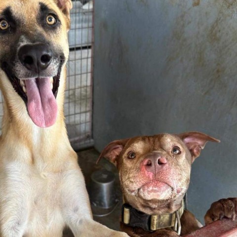 Claussen, an adoptable Labrador Retriever, Shar-Pei in Harlingen, TX, 78550 | Photo Image 3