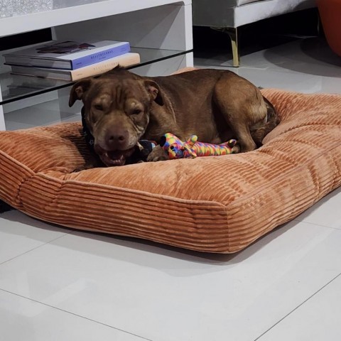 Claussen, an adoptable Labrador Retriever, Shar-Pei in Harlingen, TX, 78550 | Photo Image 3