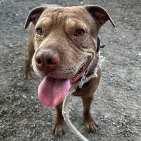 Claussen, an adoptable Labrador Retriever, Shar-Pei in Harlingen, TX, 78550 | Photo Image 4