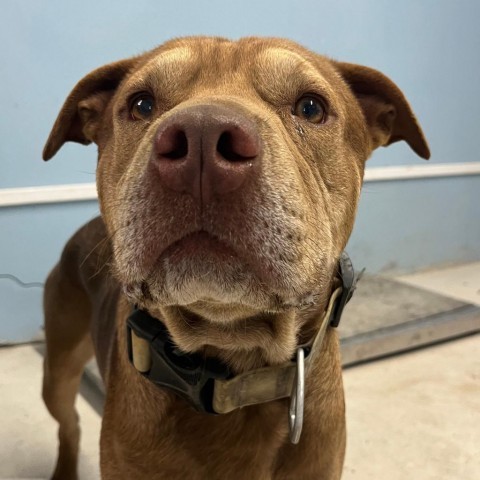 Claussen, an adoptable Labrador Retriever, Shar-Pei in Harlingen, TX, 78550 | Photo Image 5