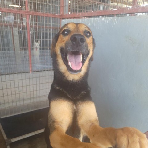 Lazlo, an adoptable Shepherd in Harlingen, TX, 78550 | Photo Image 1