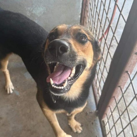 Lazlo, an adoptable Shepherd in Harlingen, TX, 78550 | Photo Image 2