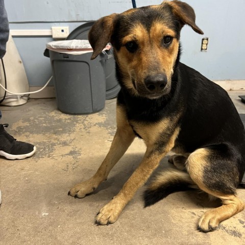 Lazlo, an adoptable Shepherd in Harlingen, TX, 78550 | Photo Image 3