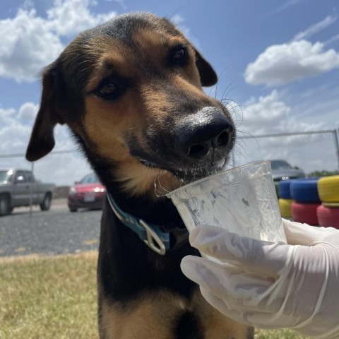 Lazlo, an adoptable Shepherd in Harlingen, TX, 78550 | Photo Image 3