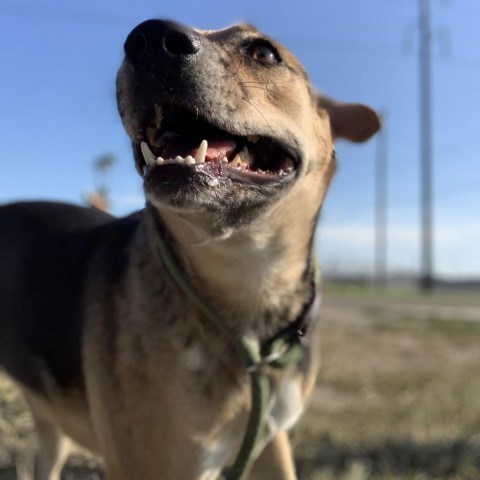 Norma Jeane, an adoptable Shepherd in Harlingen, TX, 78550 | Photo Image 1