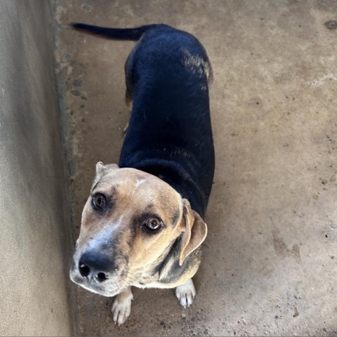 Norma Jeane, an adoptable Shepherd in Harlingen, TX, 78550 | Photo Image 2