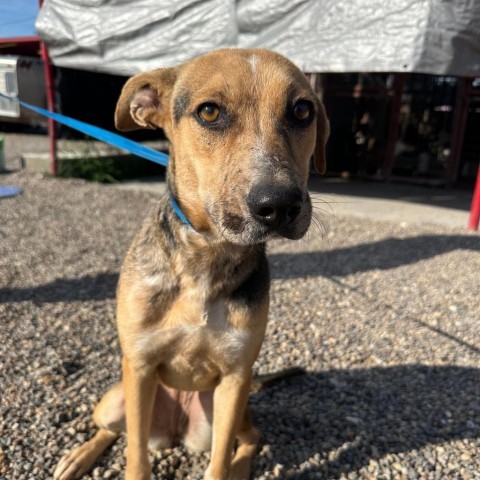 Norma Jeane, an adoptable Shepherd in Harlingen, TX, 78550 | Photo Image 3