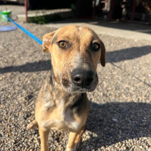 Norma Jeane, an adoptable Shepherd in Harlingen, TX, 78550 | Photo Image 4