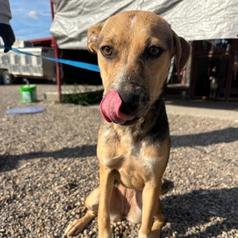 Norma Jeane, an adoptable Shepherd in Harlingen, TX, 78550 | Photo Image 5