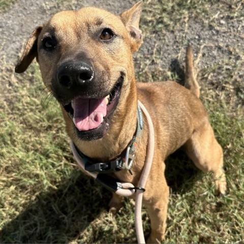 Smiley, an adoptable Shepherd, Mixed Breed in Harlingen, TX, 78550 | Photo Image 1